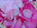 Rose Petals
Picture # 3102
